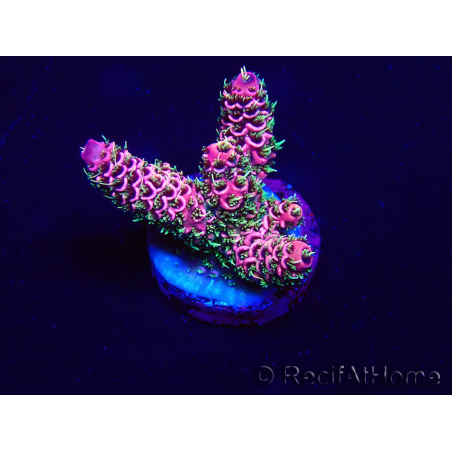 WYSIWYG Acropora Maricultuur geacclimatiseerd LED