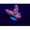 WYSIWYG Acropora Maricultuur geacclimatiseerd LED