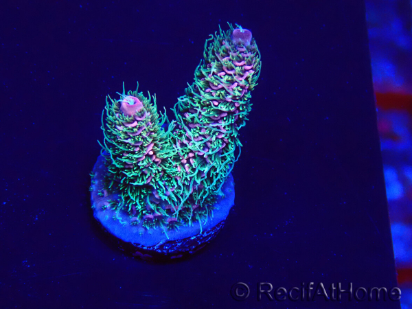 WYSIWYG Acropora Mariculture acclimated LED