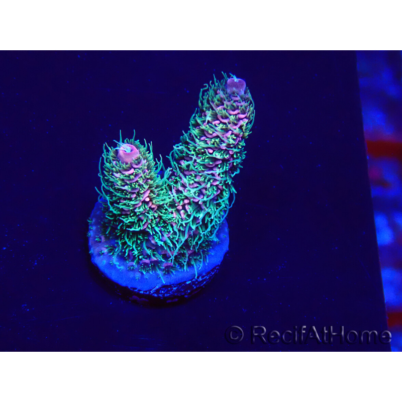 WYSIWYG Acropora Maricoltura acclimatata a LED
