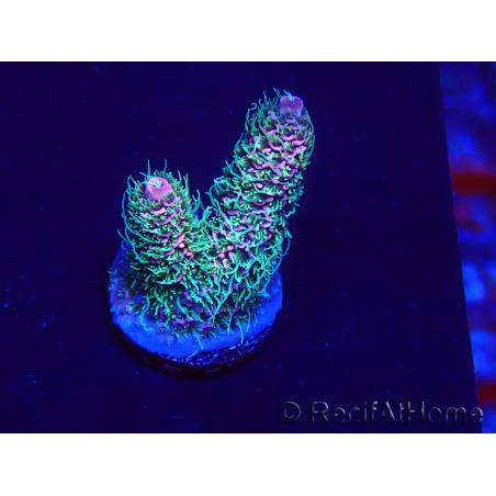 WYSIWYG Acropora Maricultura aclimatada LED