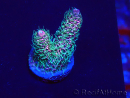 WYSIWYG Acropora Mariculture acclimated LED