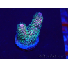 WYSIWYG Acropora Maricultuur geacclimatiseerd LED