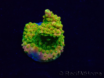 WYSIWYG Acropora 15W5 Mariculture acclimaté led