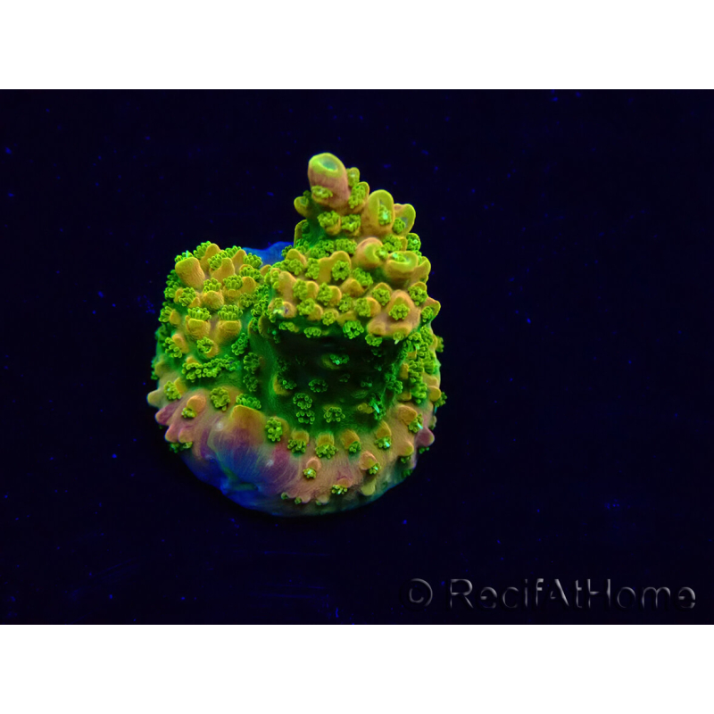 WYSIWYG Acropora Maricultura aclimatada LED