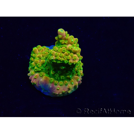 WYSIWYG Acropora Maricultura aclimatada LED