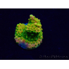 WYSIWYG Acropora Maricultuur geacclimatiseerd LED