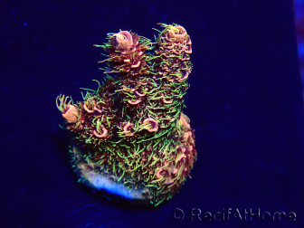 WYSIWYG Acropora Maricultura aclimatada LED