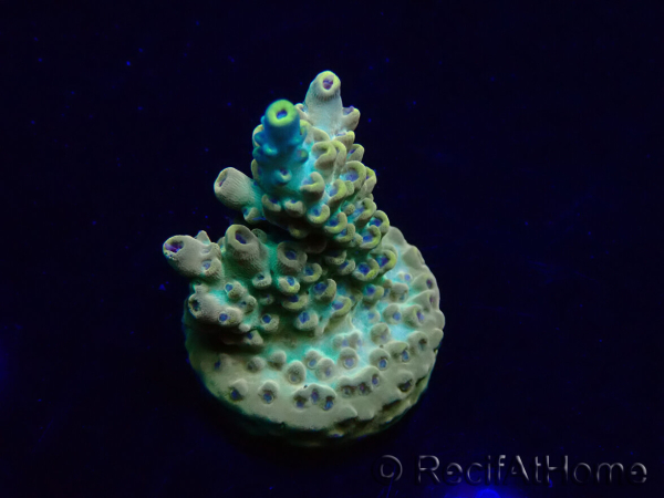 WYSIWYG Acropora Mariculture acclimated LED