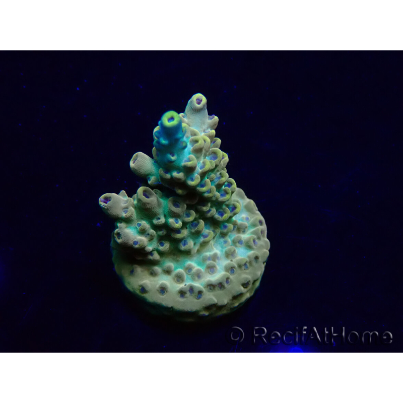 WYSIWYG Acropora Maricultuur geacclimatiseerd LED