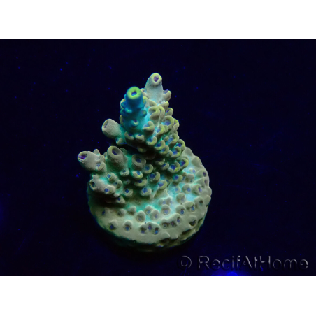 WYSIWYG Acropora Maricultuur geacclimatiseerd LED