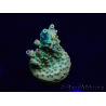 WYSIWYG Acropora Marikultur akklimatisiert LED