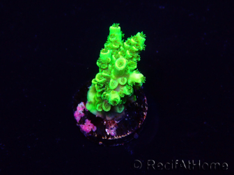 WYSIWYG Acropora Marikultur akklimatisiert LED
