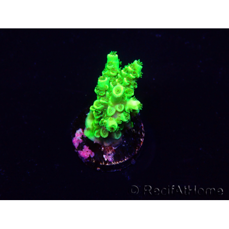 WYSIWYG AcroporaMariculture acclimaté led