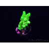 WYSIWYG AcroporaMariculture acclimaté led