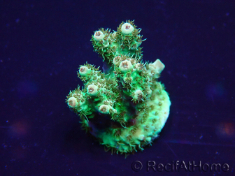 WYSIWYG Acropora hyacinthus 15L5 Mariculture acclimaté led