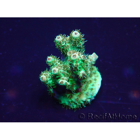 WYSIWYG Acropora Marikultur akklimatisiert LED