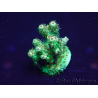 WYSIWYG AcroporaMariculture acclimaté led