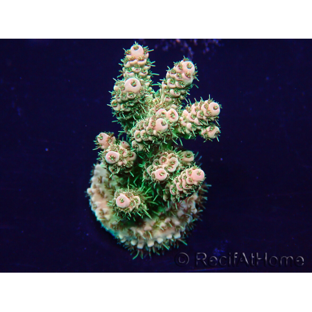 WYSIWYG Acropora akklimatisiert LED