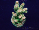 WYSIWYG Acropora akklimatisiert LED