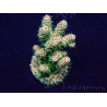 WYSIWYG Acropora akklimatisiert LED