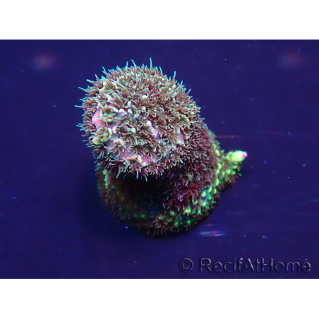 WYSIWYG Acropora 15L8 Mariculture acclimaté led