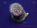 WYSIWYG Acropora Marikultur akklimatisiert LED