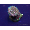 WYSIWYG Acropora Mariculture acclimaté led