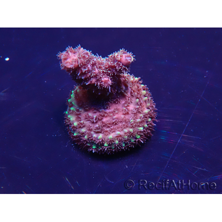 WYSIWYG Acropora akklimatisiert LED