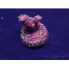 WYSIWYG Acropora akklimatisiert LED