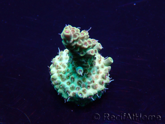 WYSIWYG Acropora Marikultur akklimatisiert LED