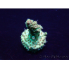 WYSIWYG Acropora Mariculture acclimated LED