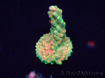 WYSIWYG Acropora Maricoltura acclimatata a LED