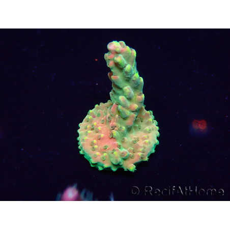 WYSIWYG Acropora Maricoltura acclimatata a LED