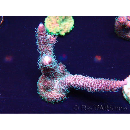 WYSIWYG Acropora millepora Fidji acclimaté led