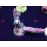 WYSIWYG Acropora millepora Fidji acclimaté led