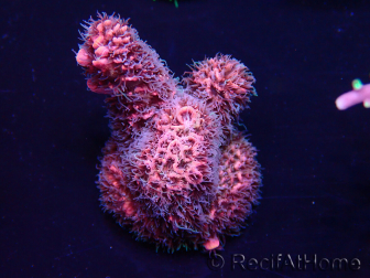 WYSIWYG Acropora aclimatado LED