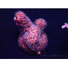 WYSIWYG Acropora acclimated LED