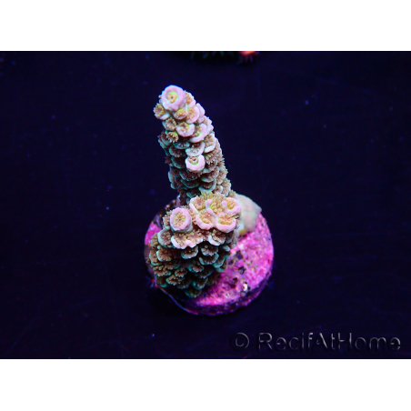 WYSIWYG Acropora acclimaté led