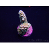 WYSIWYG Acropora acclimaté led