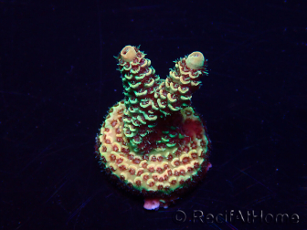 WYSIWYG Acropora Australien akklimatisiert LED