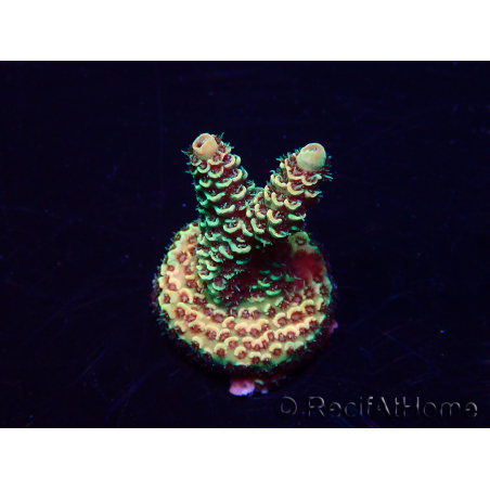 WYSIWYG Acropora Australie acclimaté led