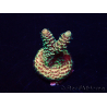 WYSIWYG Acropora Australien akklimatisiert LED