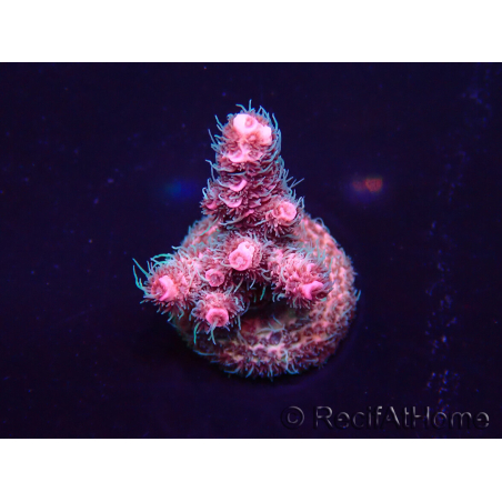 WYSIWYG Acropora Marikultur akklimatisiert LED
