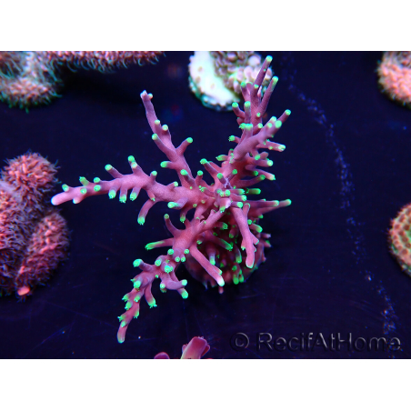 WYSIWYG Acropora Maricultura aclimatada LED