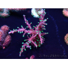 WYSIWYG Acropora Marikultur akklimatisiert LED