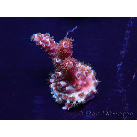 WYSIWYG Acropora Mariculture acclimated LED