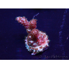 WYSIWYG Acropora Mariculture acclimated LED