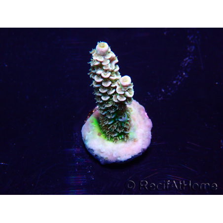 WYSIWYG Acropora tenuis 15N3 Mariculture acclimaté led