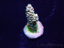 WYSIWYG Acropora Mariculture acclimaté led